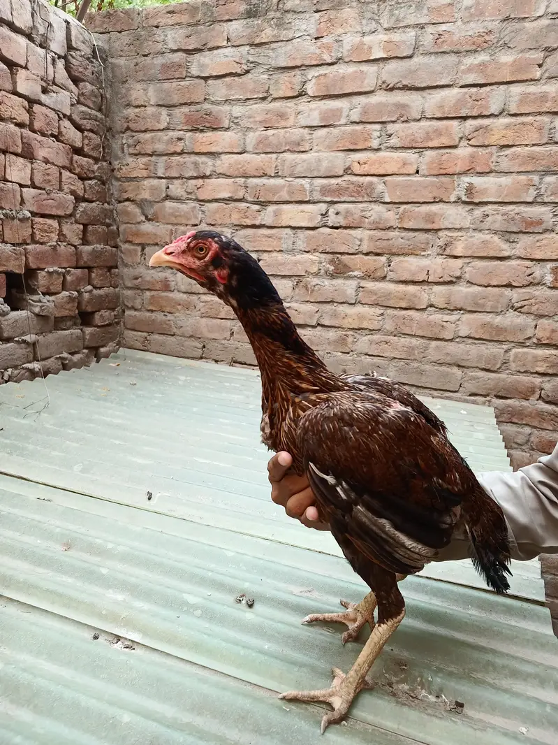 Pakistani Aseel Murgiyan different colors — photo 7