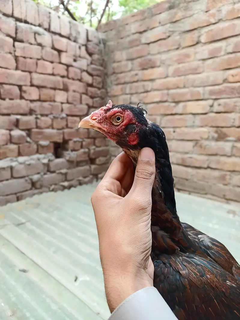 Pakistani Aseel Murgiyan different colors — photo 8