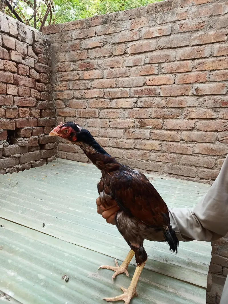 Pakistani Aseel Murgiyan different colors — photo 9
