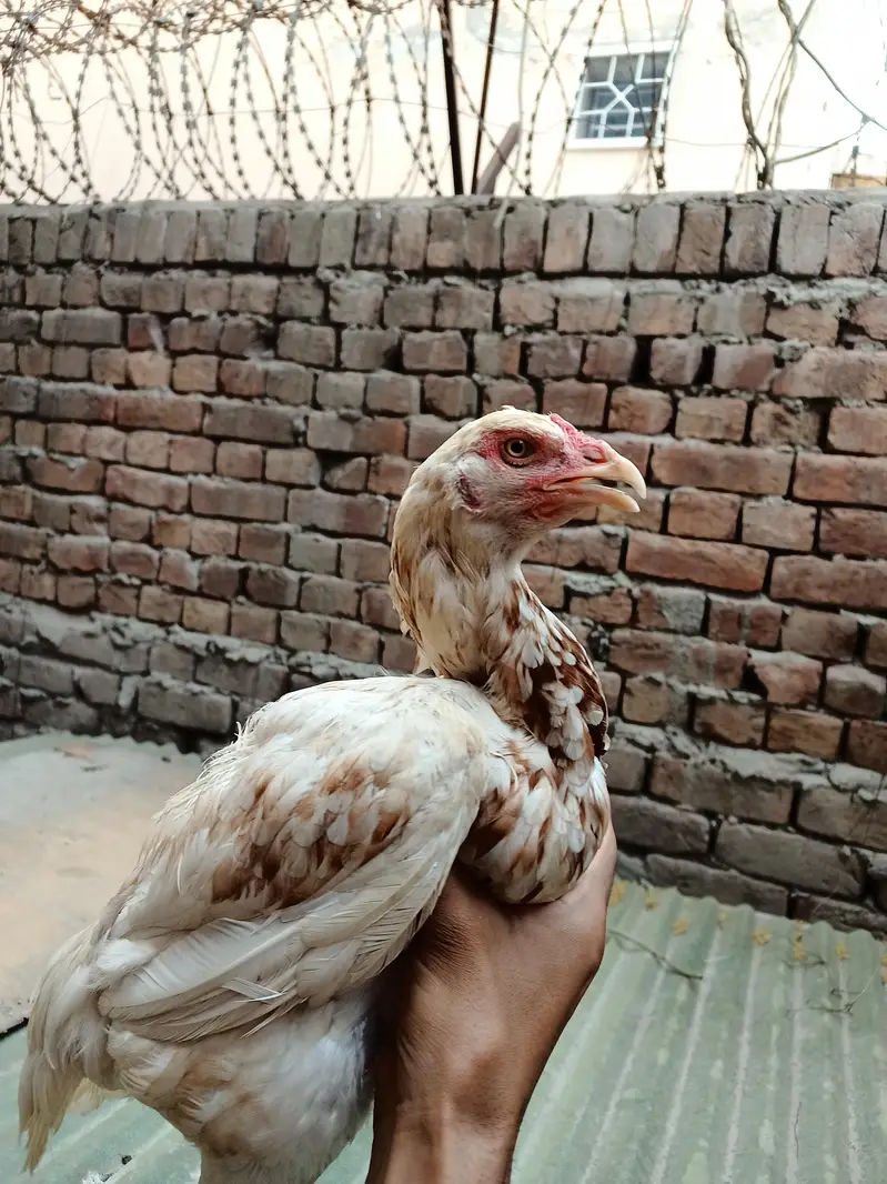 Pakistani Aseel Murgiyan different colors — photo 10