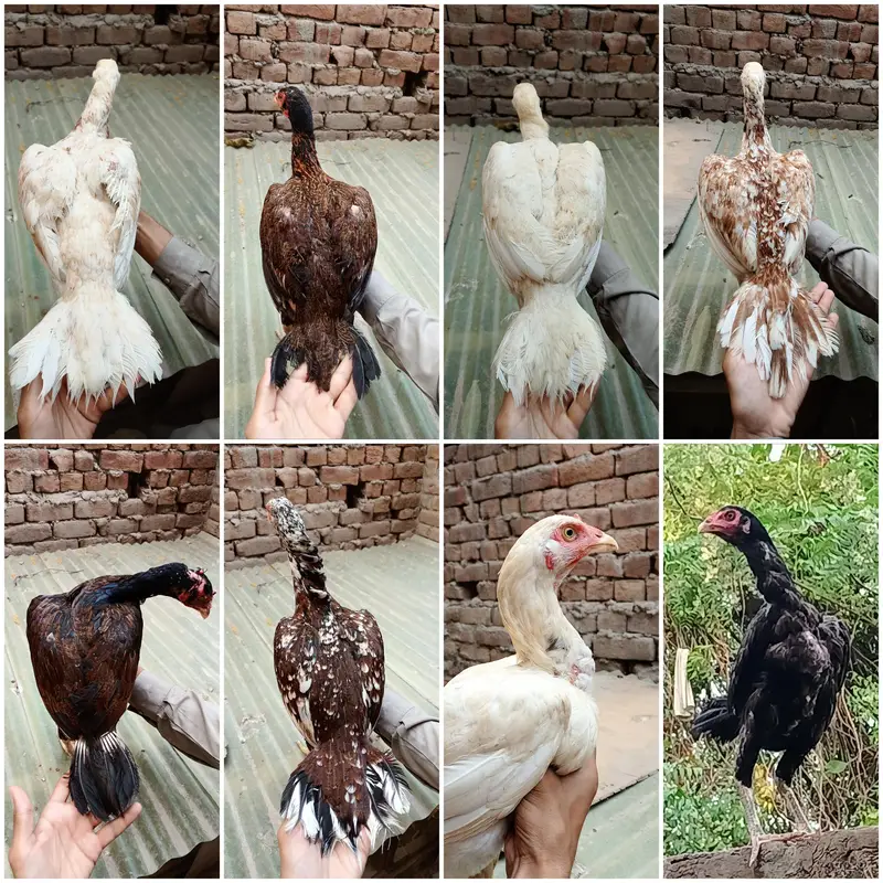 Pakistani Aseel Murgiyan different colors — photo 11