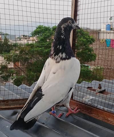 41 # teedy pair  / teedy pair & Ali wala breeder pair