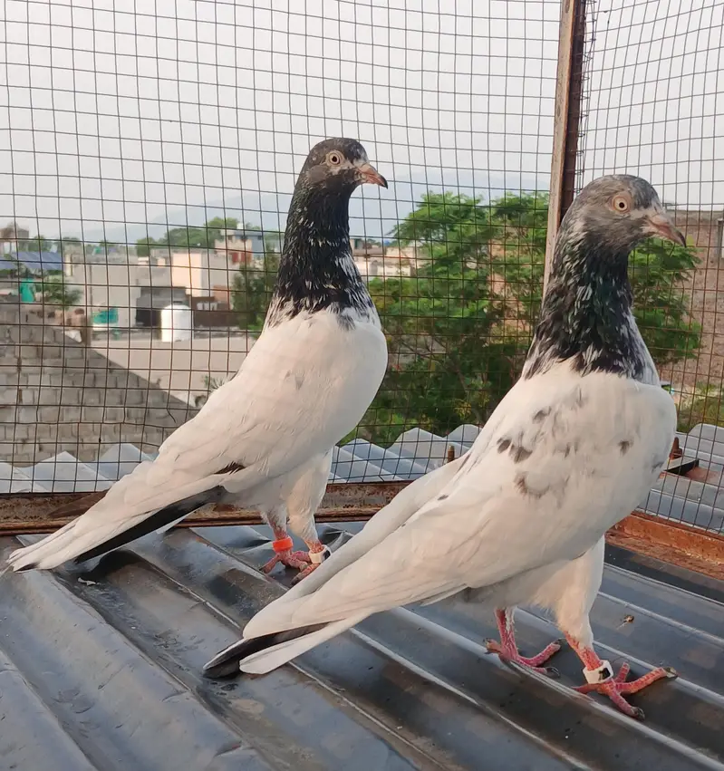41 # teedy pair  / teedy pair & Ali wala breeder pair — photo 2