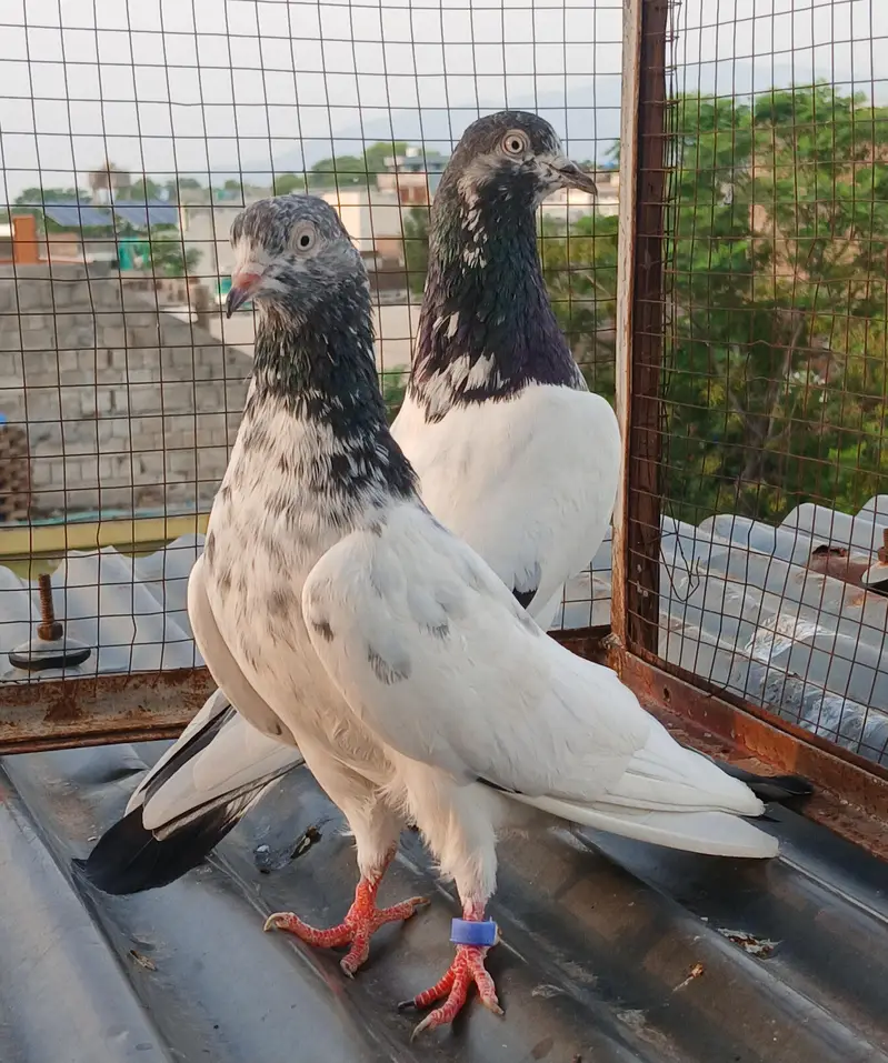 41 # teedy pair  / teedy pair & Ali wala breeder pair — photo 3