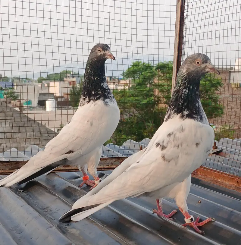 41 # teedy pair  / teedy pair & Ali wala breeder pair — photo 4