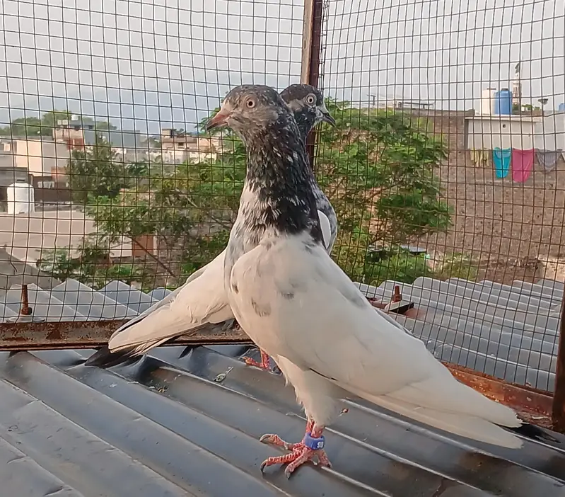 41 # teedy pair  / teedy pair & Ali wala breeder pair — photo 5