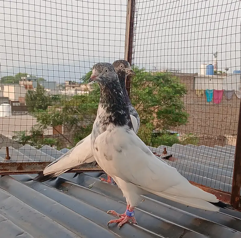 41 # teedy pair  / teedy pair & Ali wala breeder pair — photo 6