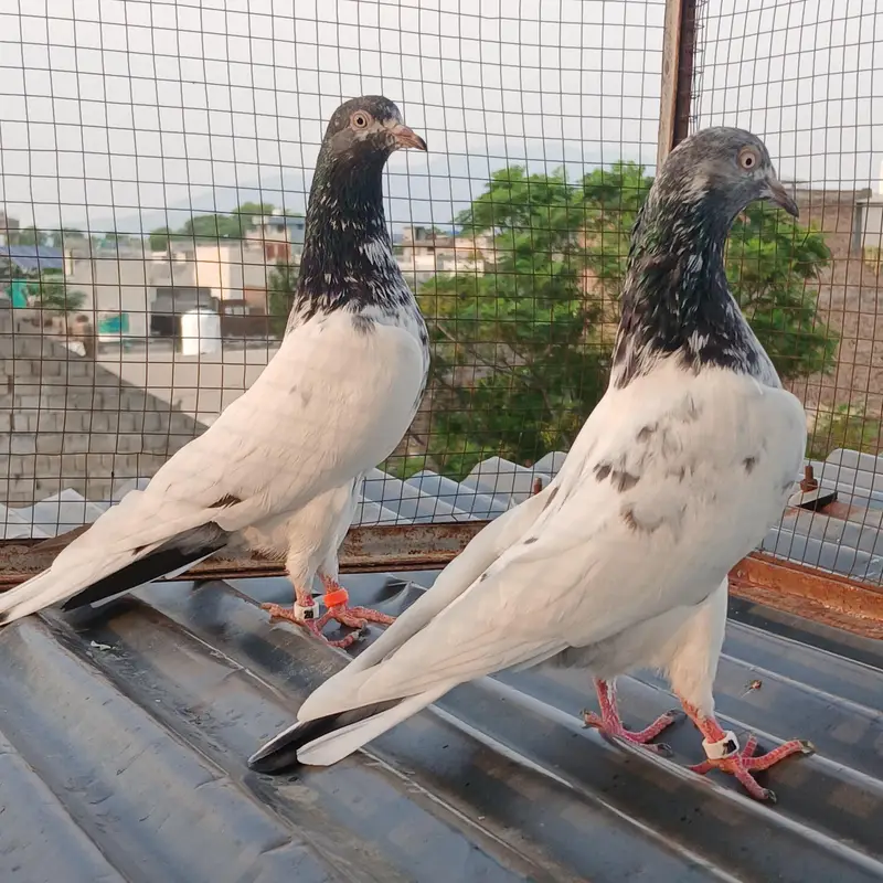 41 # teedy pair  / teedy pair & Ali wala breeder pair — photo 8