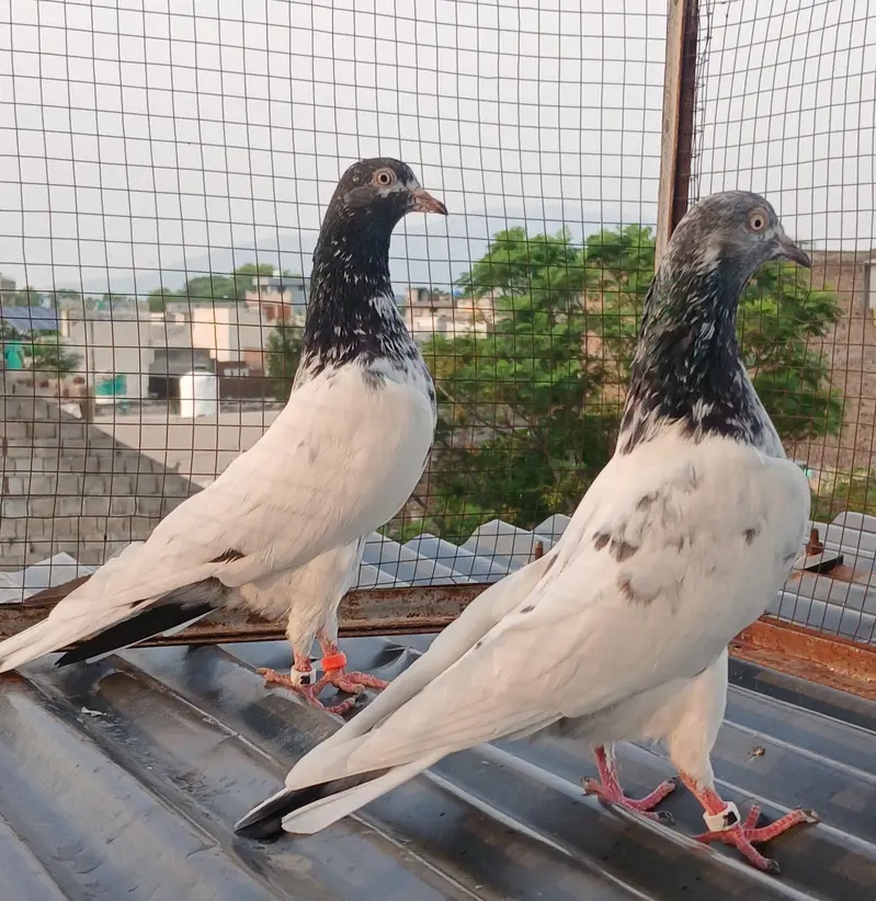 41 # teedy pair  / teedy pair & Ali wala breeder pair — photo 9