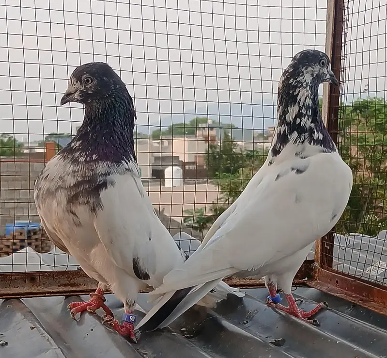 41 # teedy pair  / teedy pair & Ali wala breeder pair — photo 10