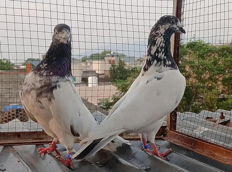 41 # teedy pair  / teedy pair & Ali wala breeder pair — photo 11