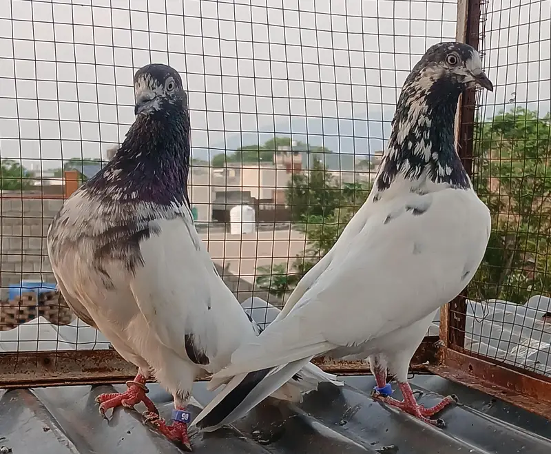 41 # teedy pair  / teedy pair & Ali wala breeder pair — photo 12