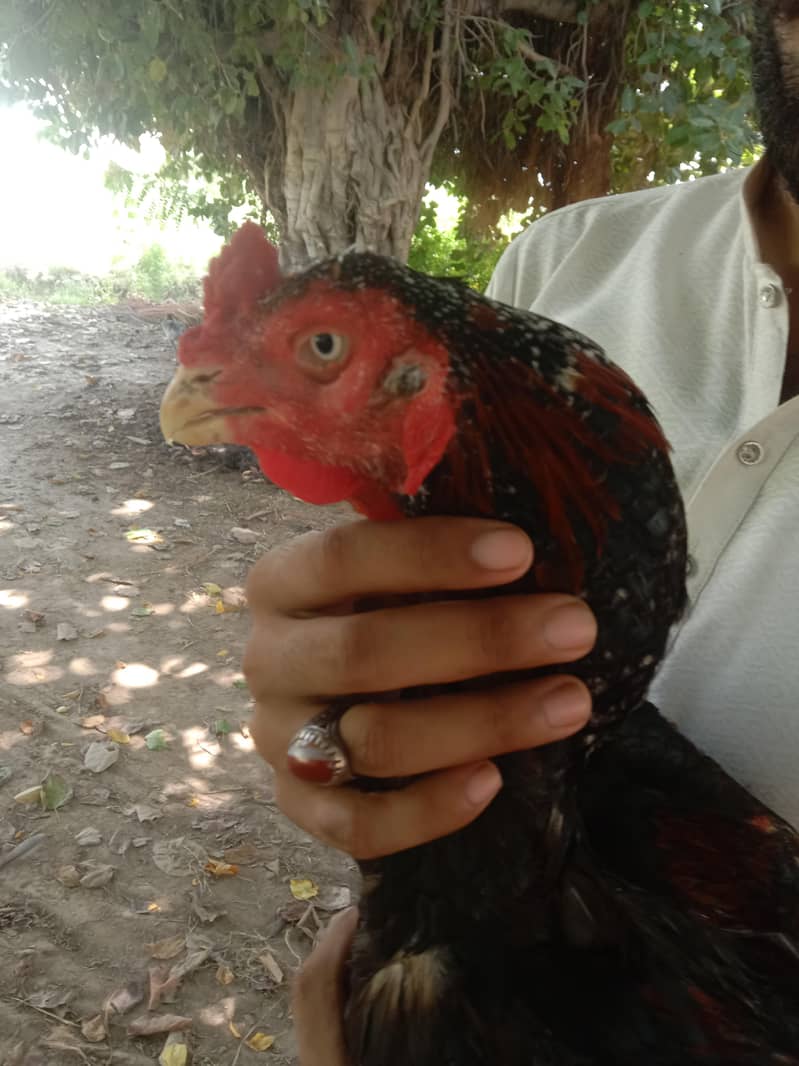 Aseel Murga 1