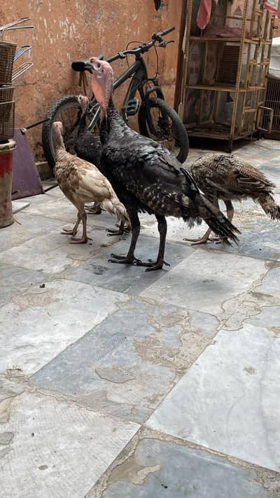 turky hens