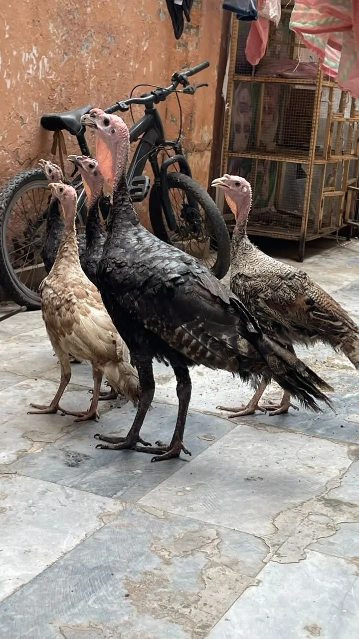 turky hens — photo 2