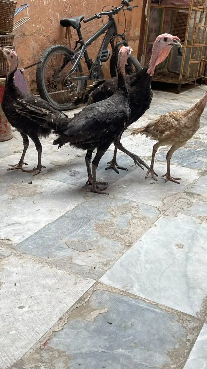 turky hens — photo 3