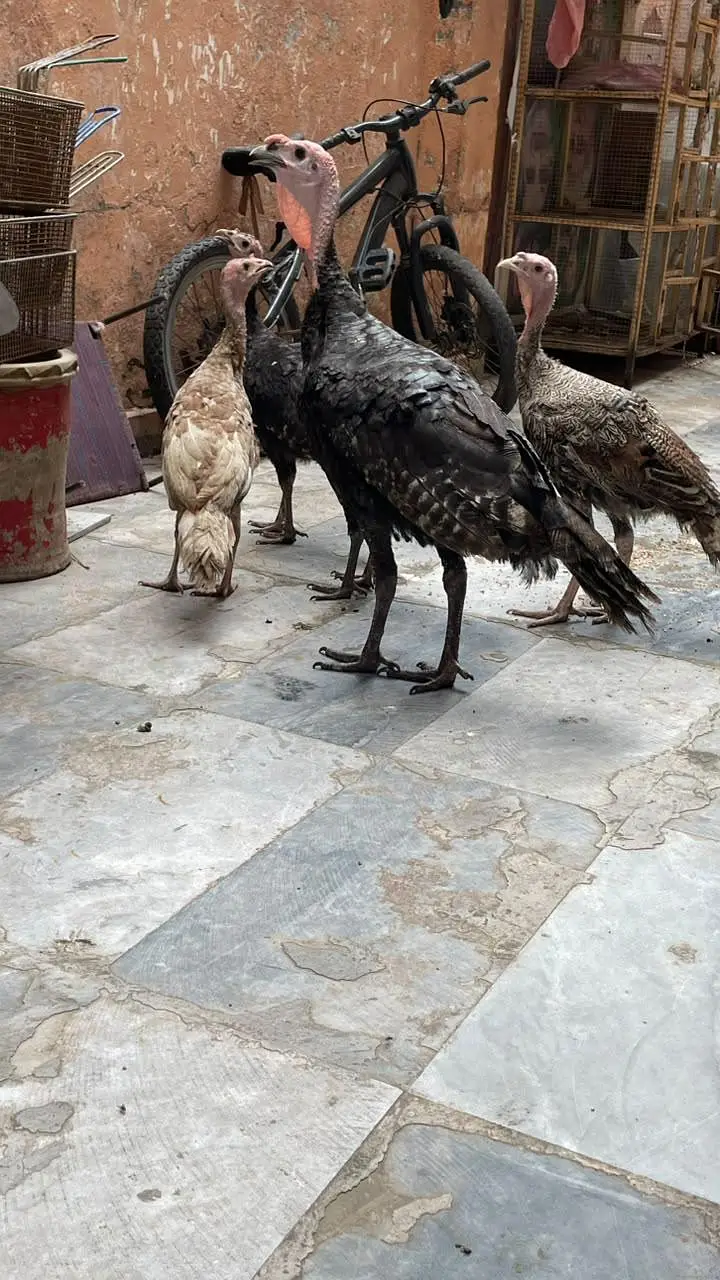 turky hens — photo 4