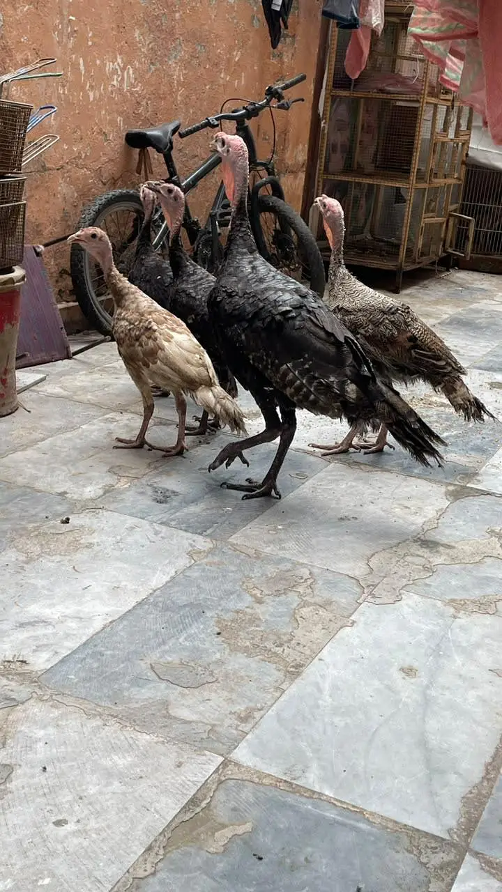 turky hens — photo 5