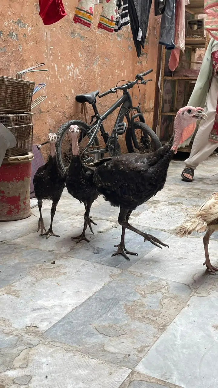 turky hens — photo 6