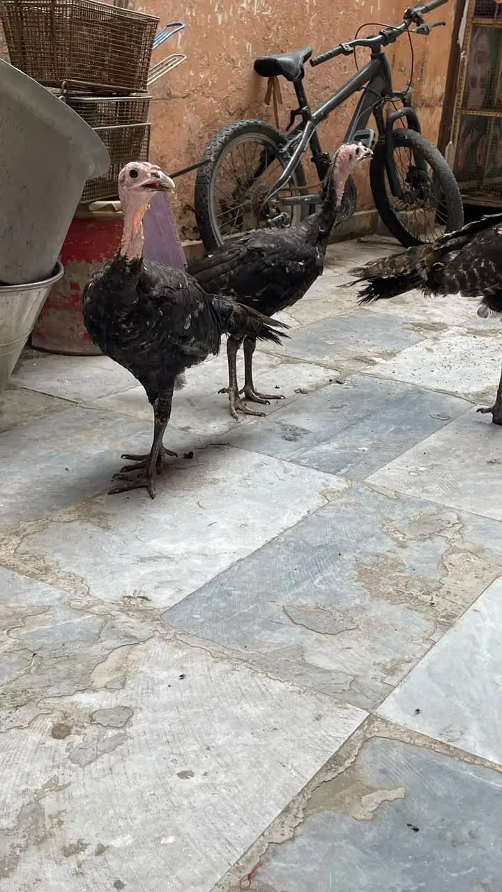 turky hens — photo 7