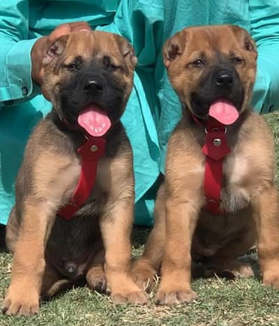 King Turkish kangal pair dabal Hadi Havey bone structure security dog