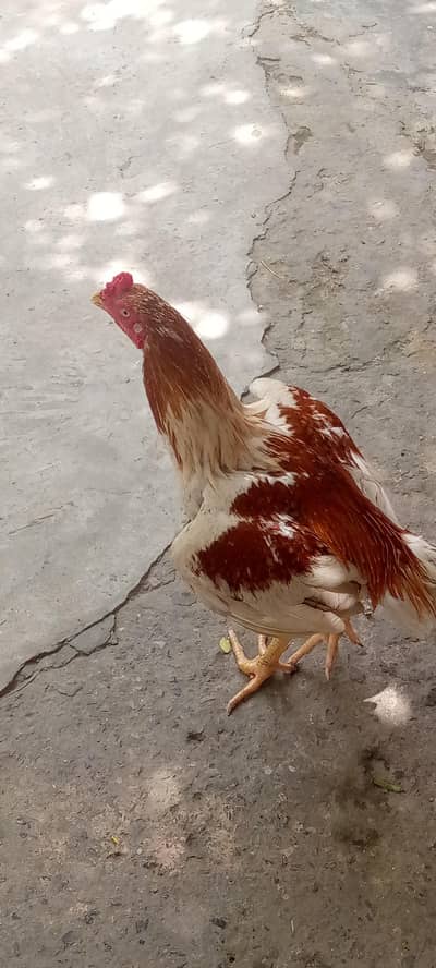 Shamu+pila Sindhi cross ACHI HIGHT