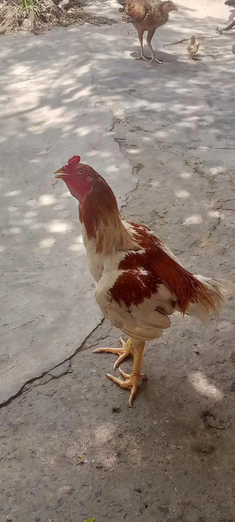 Shamu+pila Sindhi cross ACHI HIGHT — photo 4