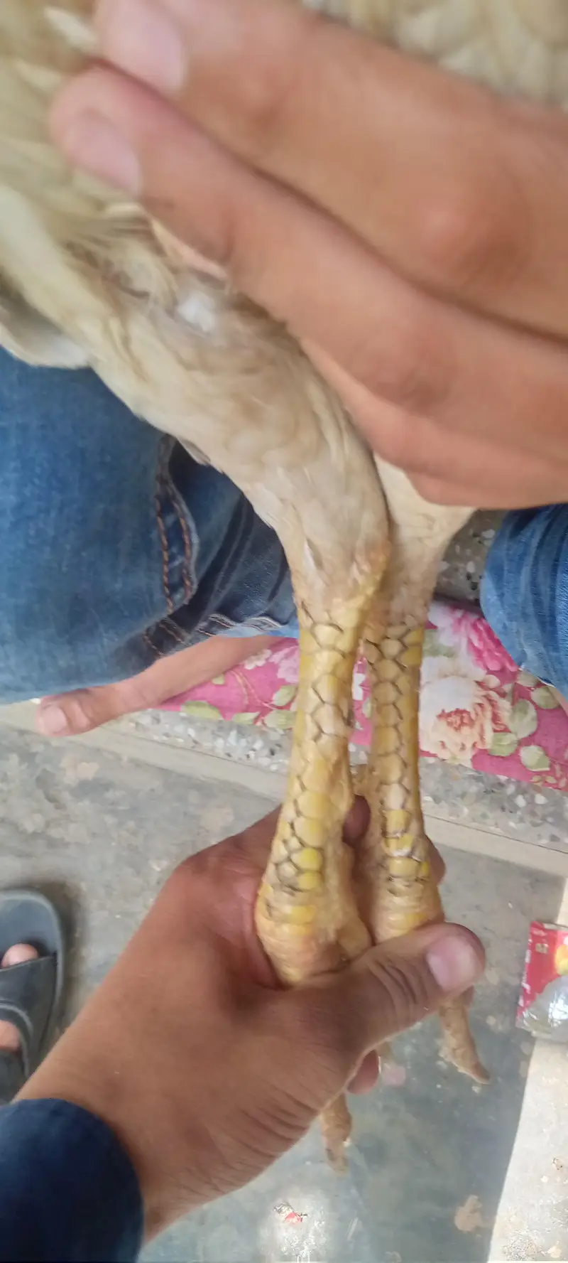 Shamu+pila Sindhi cross ACHI HIGHT — photo 5
