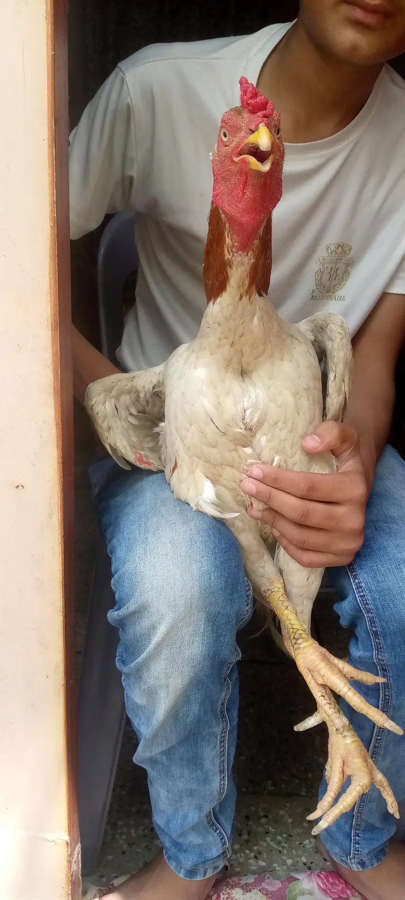 Shamu+pila Sindhi cross ACHI HIGHT — photo 6