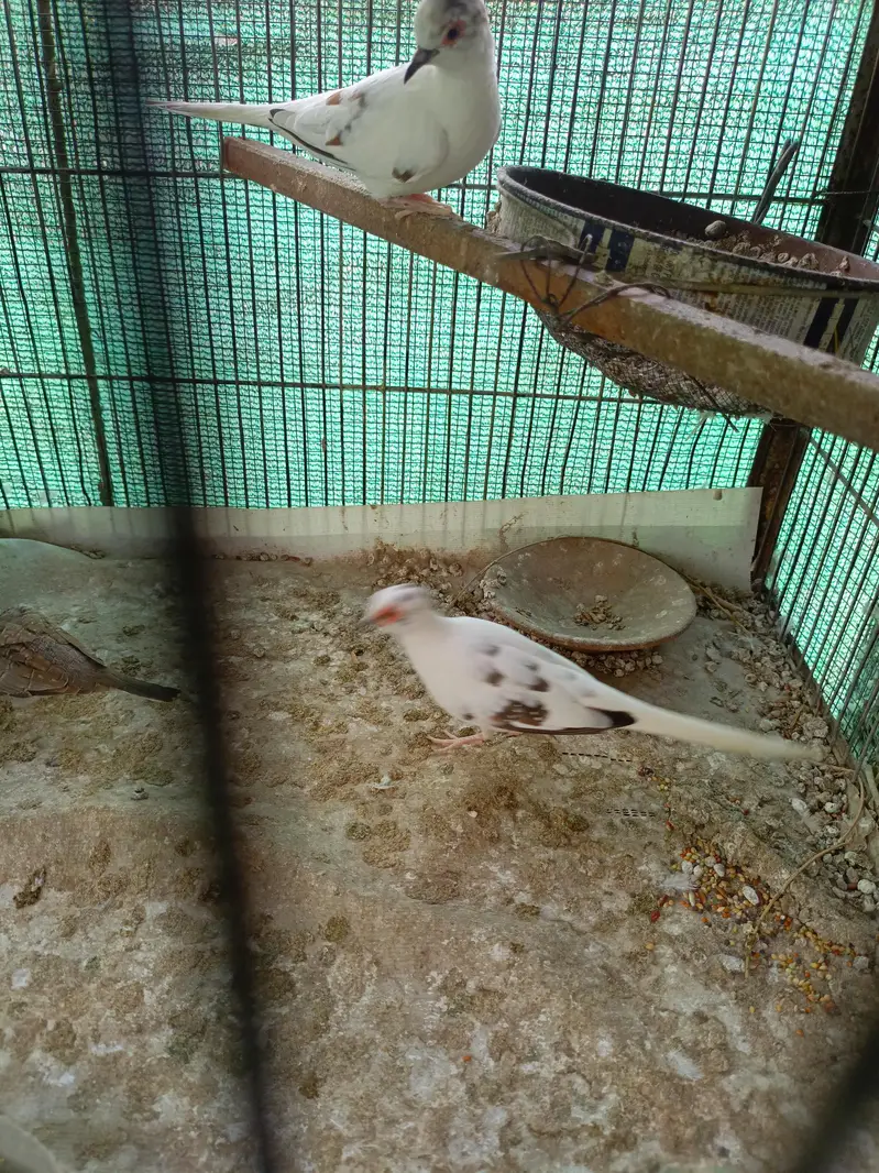 cage and Dave — photo 2