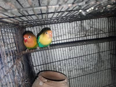 love birds