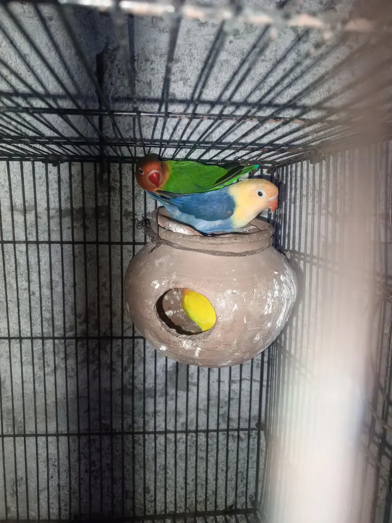 love birds — photo 2