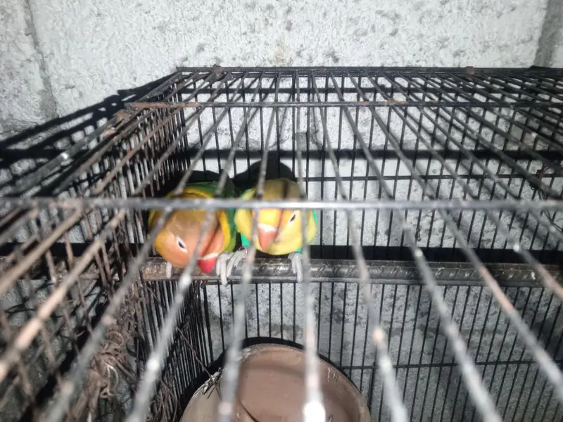 love birds — photo 3