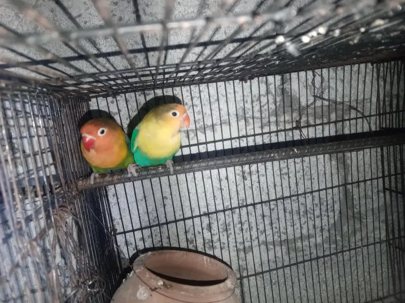 love birds — photo 4