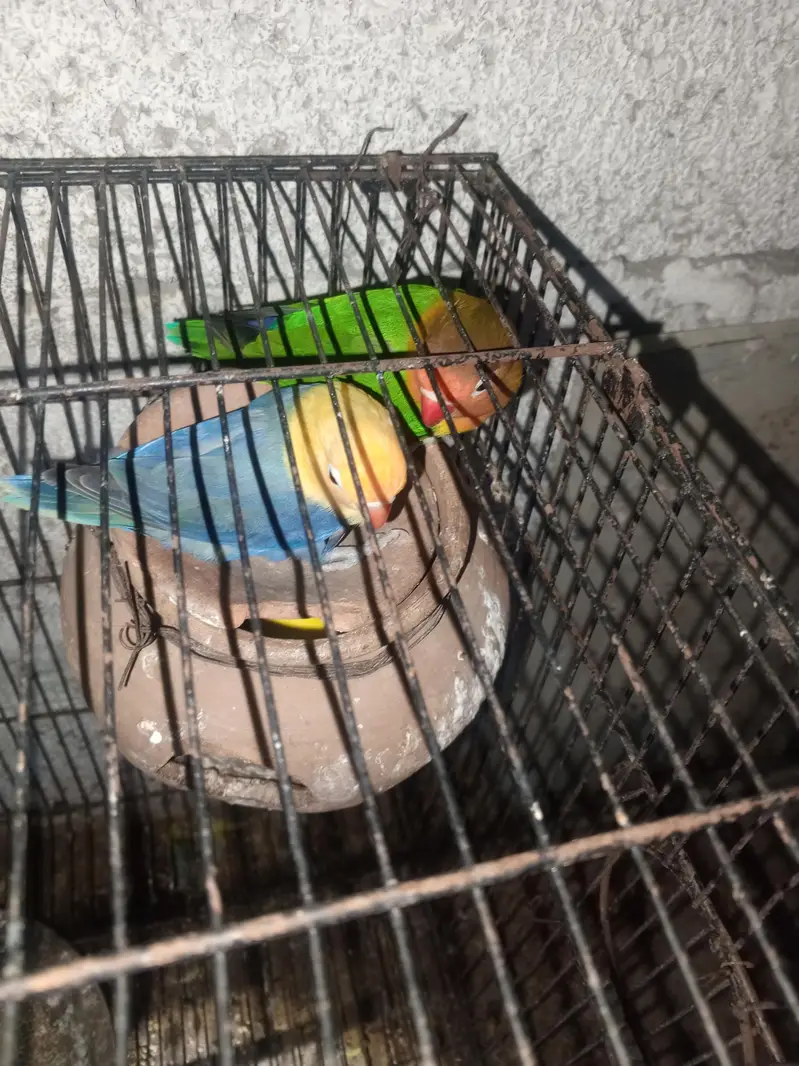 love birds — photo 5