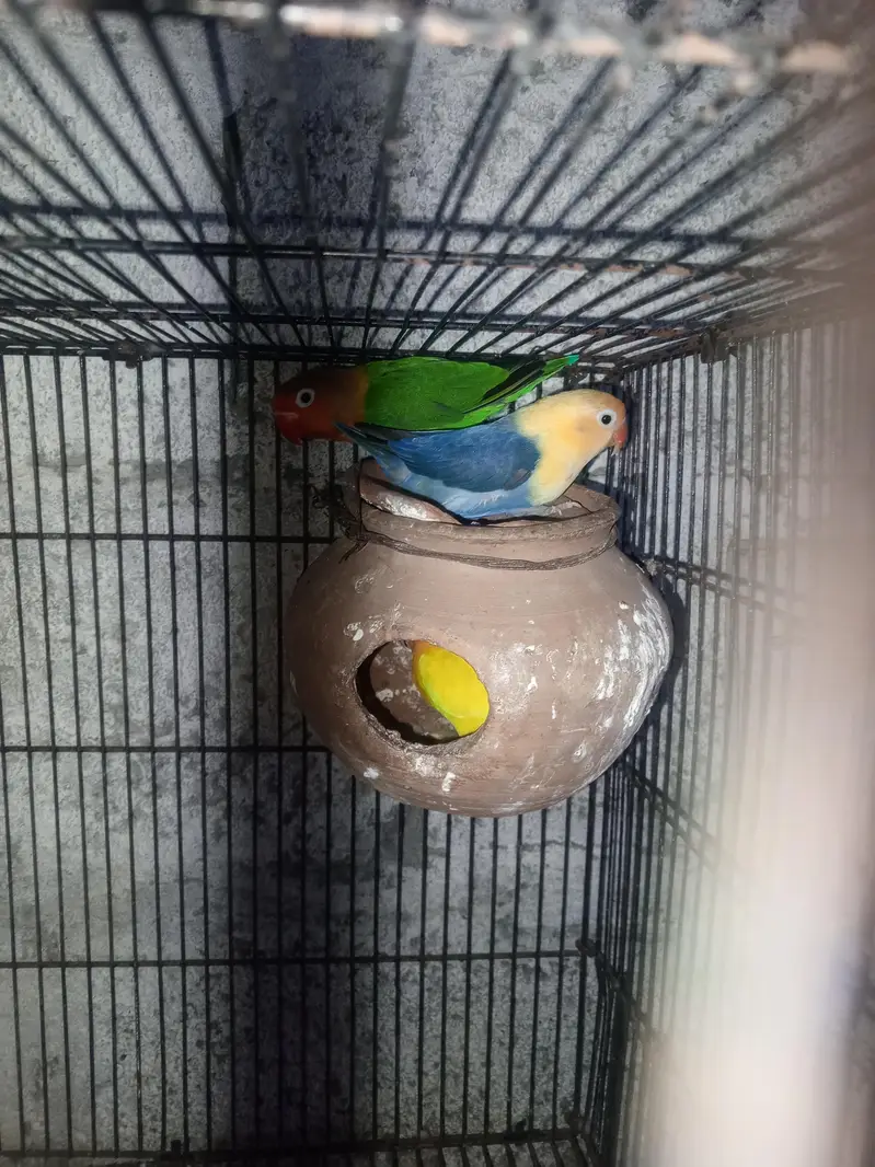 love birds — photo 6