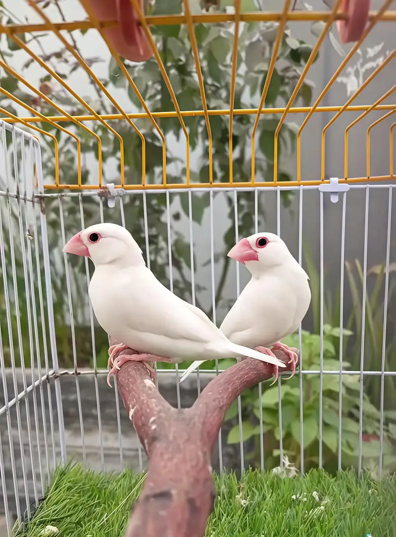 Java Finches Homebreed: White Java and Fawn Java Finches Pairs