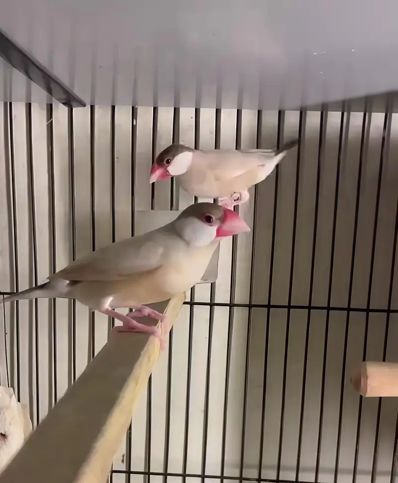 Java Finches Homebreed: White Java and Fawn Java Finches Pairs — photo 2