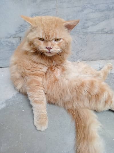 Full fluffy Persian cat