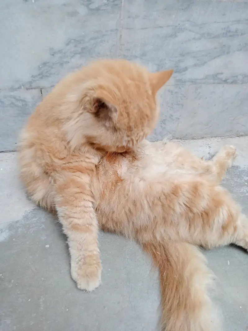 Full fluffy Persian cat — photo 2