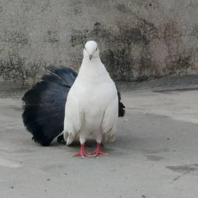 Black Tail Breader Mail