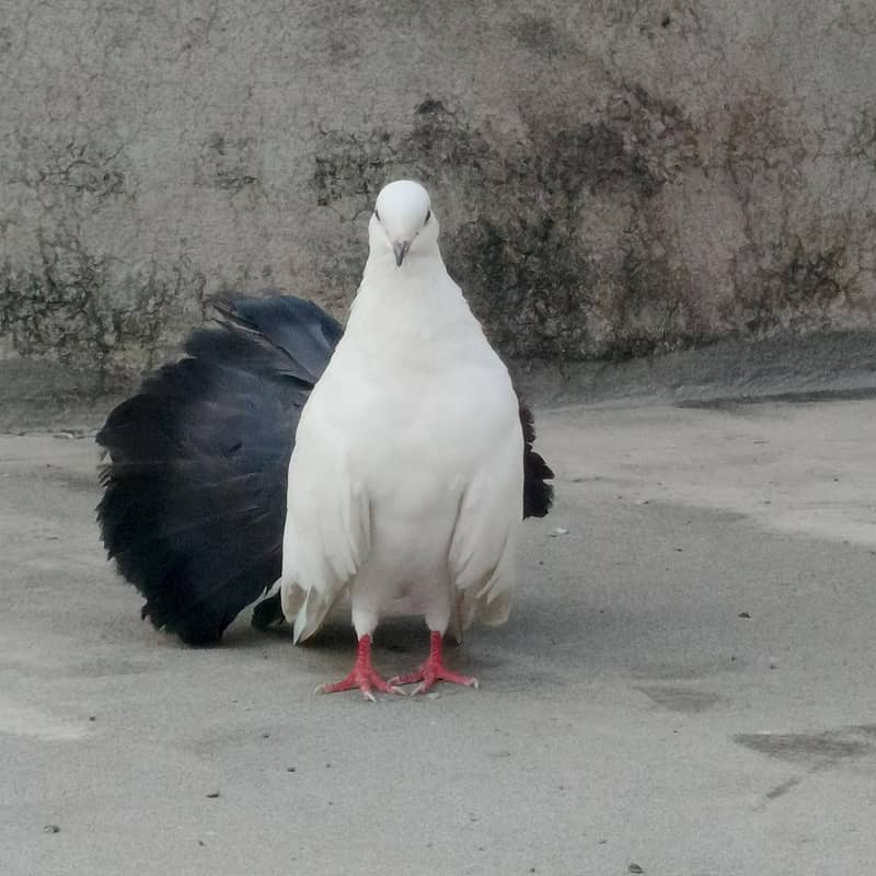 Black Tail Breader Mail 0