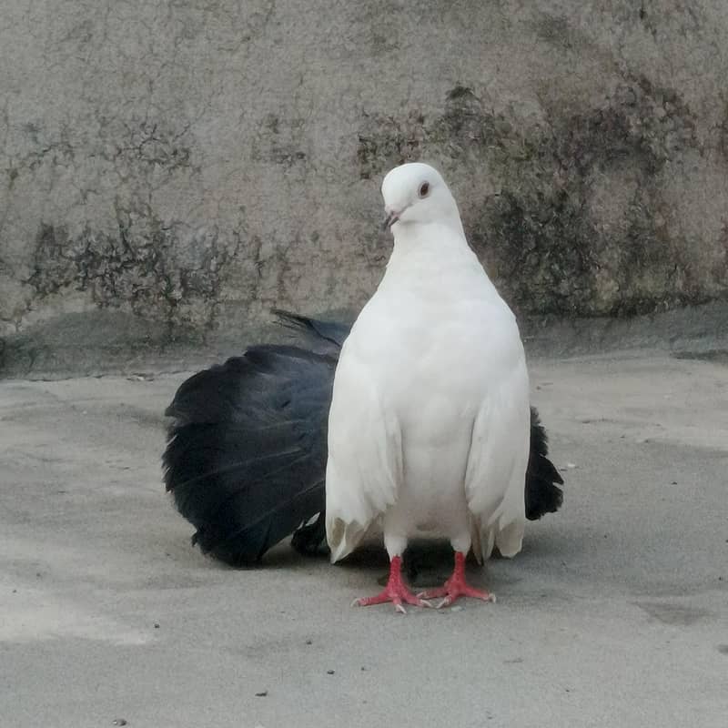 Black Tail Breader Mail 1