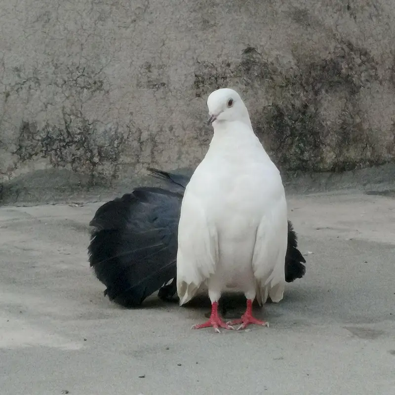 Black Tail Breader Mail — photo 2