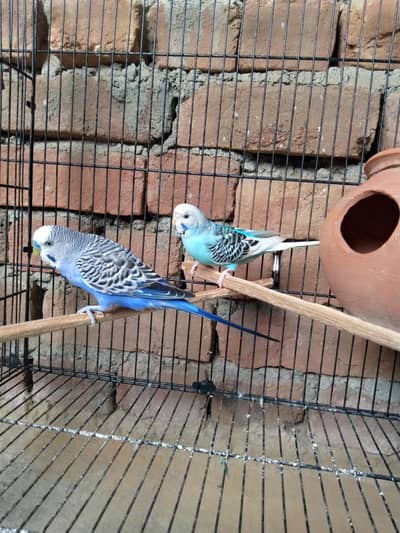 2 breeder budgie pairs+1 baby for sale-Daultala,Gujarkhan