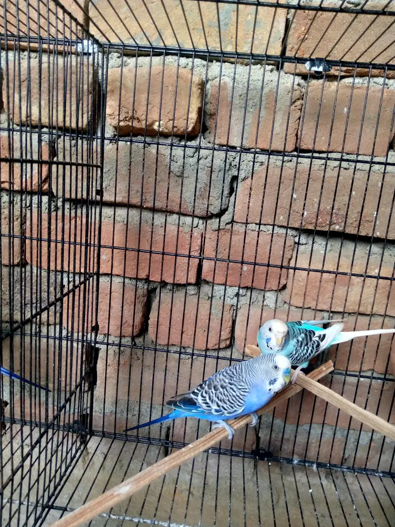 2 breeder budgie pairs+1 baby for sale-Daultala,Gujarkhan — photo 2