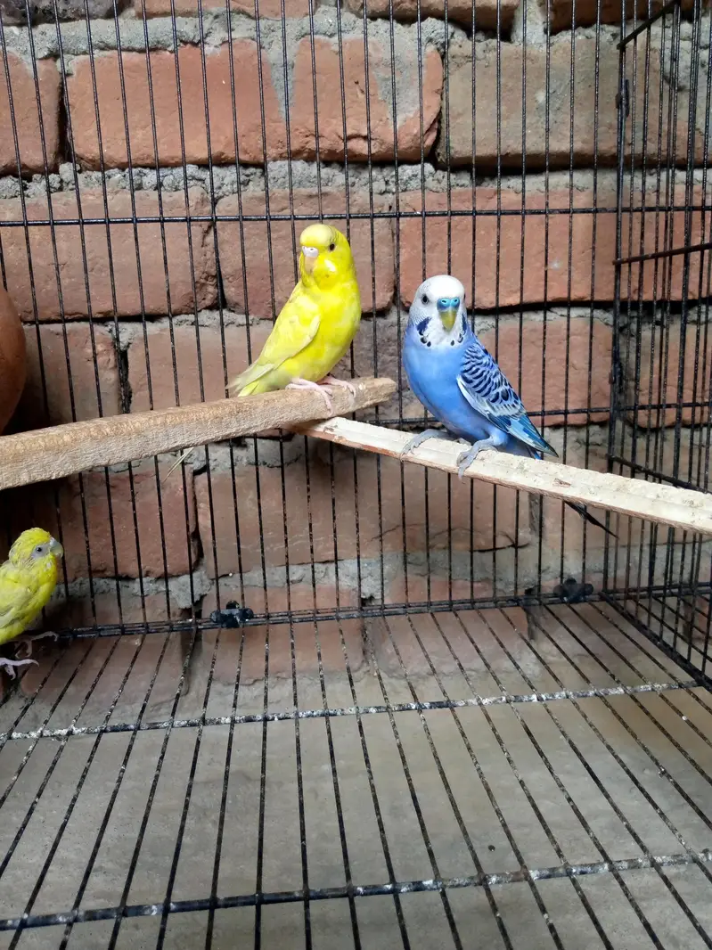 2 breeder budgie pairs+1 baby for sale-Daultala,Gujarkhan — photo 3