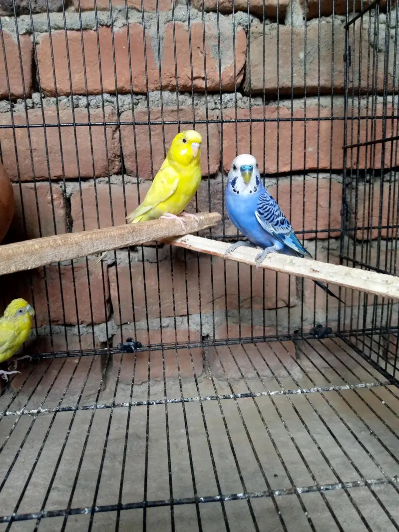 2 breeder budgie pairs+1 baby for sale-Daultala,Gujarkhan — photo 4