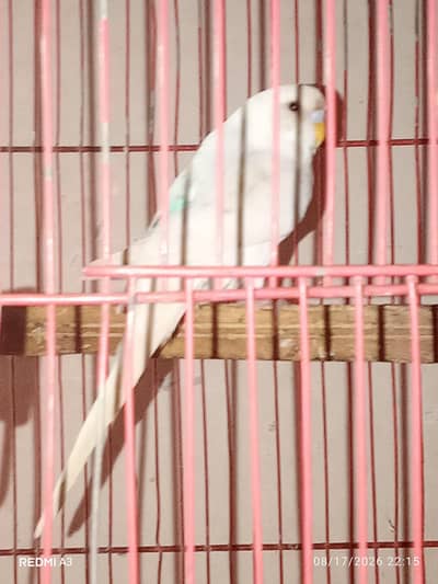 budgies parrots are availible