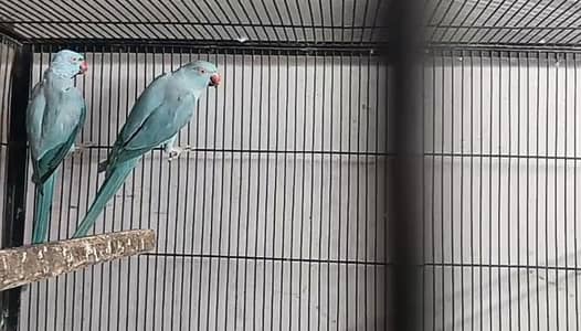 blue ring Nick  pair confirm breeder pair